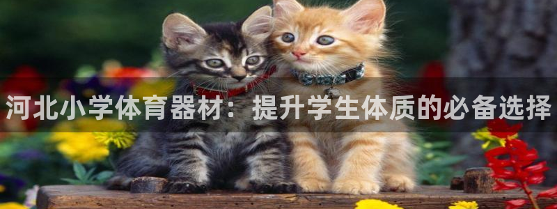 长征娱乐登录地址在哪里：河北小学体育器材：提升学生体质的必备